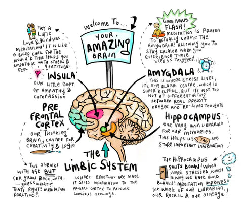 your amazing brain and neuroplasticity